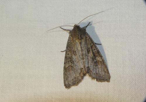 Polia bombycina